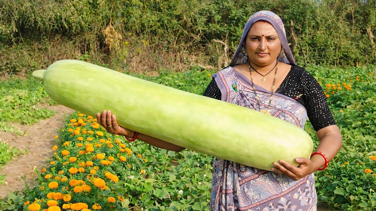 World’s Biggest Lauki 😲 | Village Farming Lauki Harvesting 😇