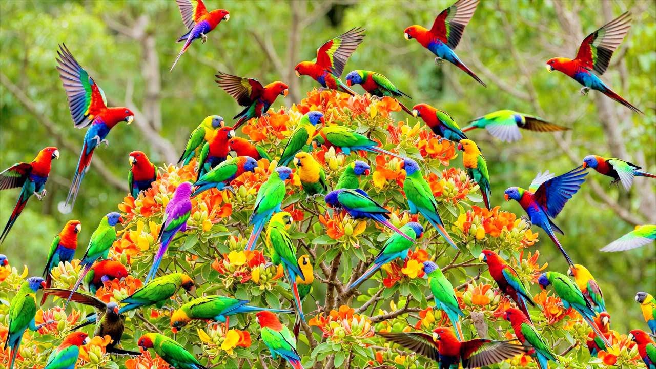 Nature's Rainbow: The Diverse Colorful Bird Kingdom