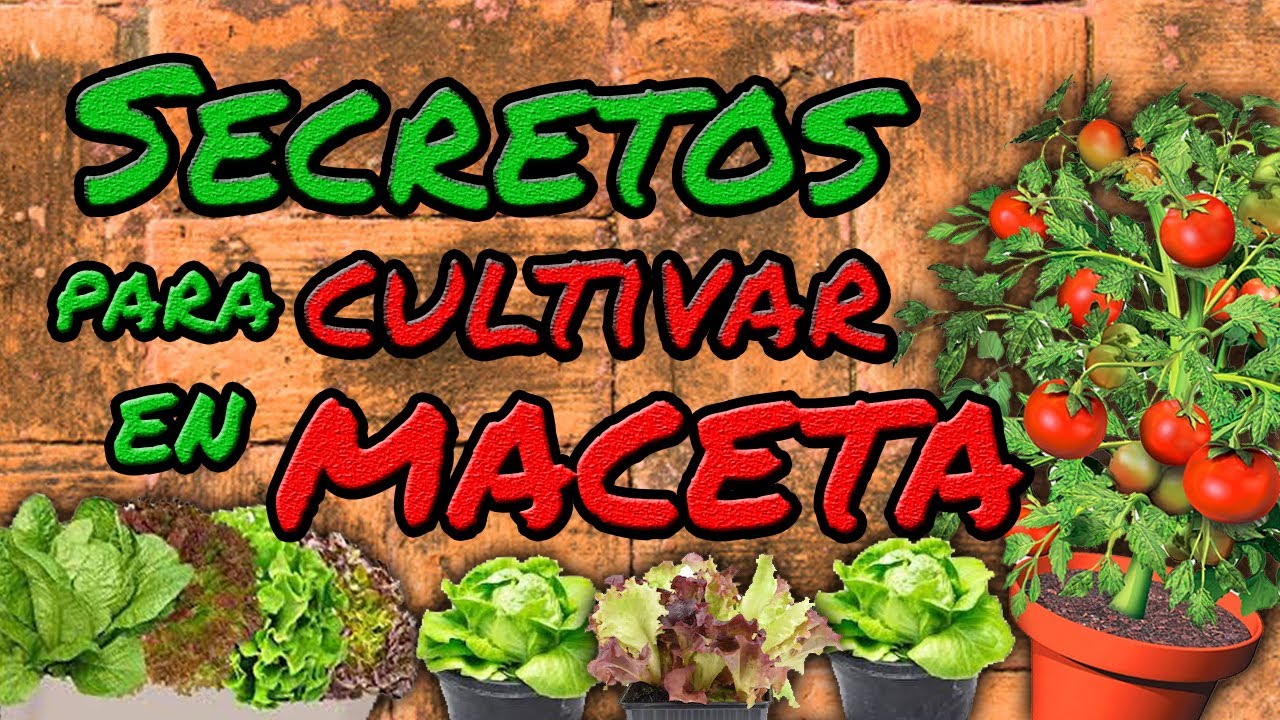 C&oacute;mo CULTIVAR en MACETAS 🎍 Sembrar en Casa Paso a Paso | Huerto Urbano