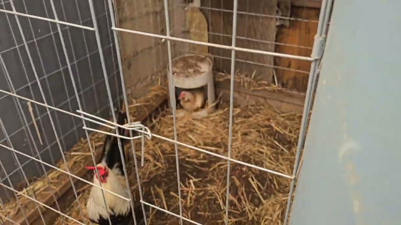 Echando estiércol a las jaulas de los gallos 