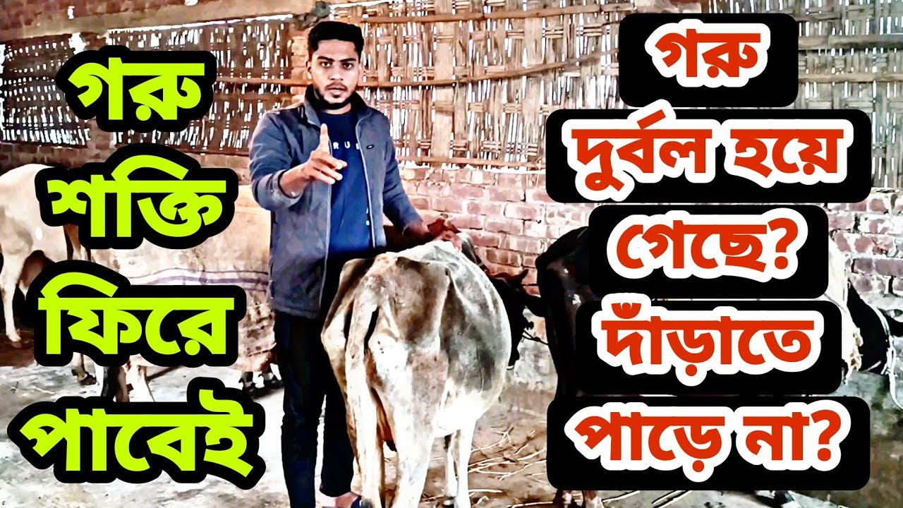 গরুর শক্তি নেই,দাঁড়াতে পারছে না, সহজ চিকিৎসা জানুন। Cow's treatment