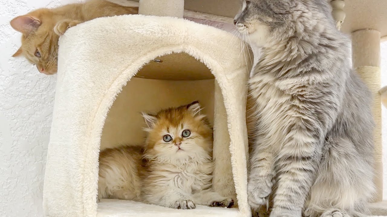 Крошечный котенок Злата претендует на собственный дом! Никто не сможет войти!