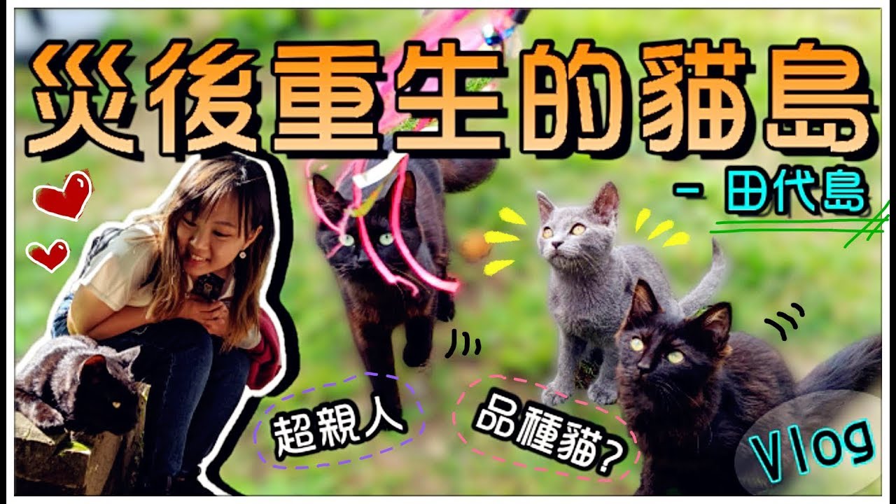 【魚乾】災後重生的貓島 - 田代島，貓咪都好親人呀❤️