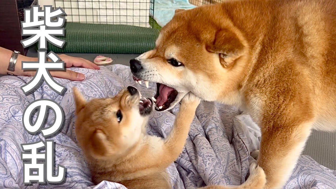 柴犬と豆柴の喧嘩？最後は感動した夫婦