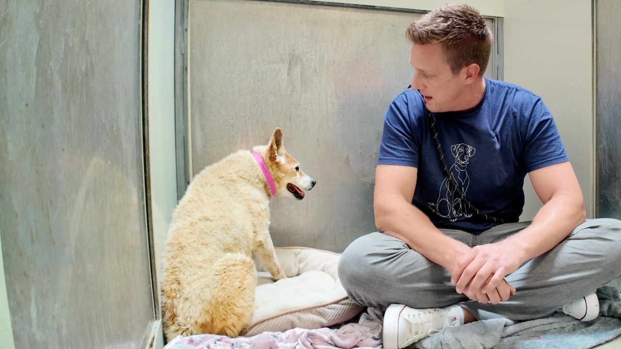 Senior Dog Getting Her First Treat at The Shelter Does the Happy Dance 🥹