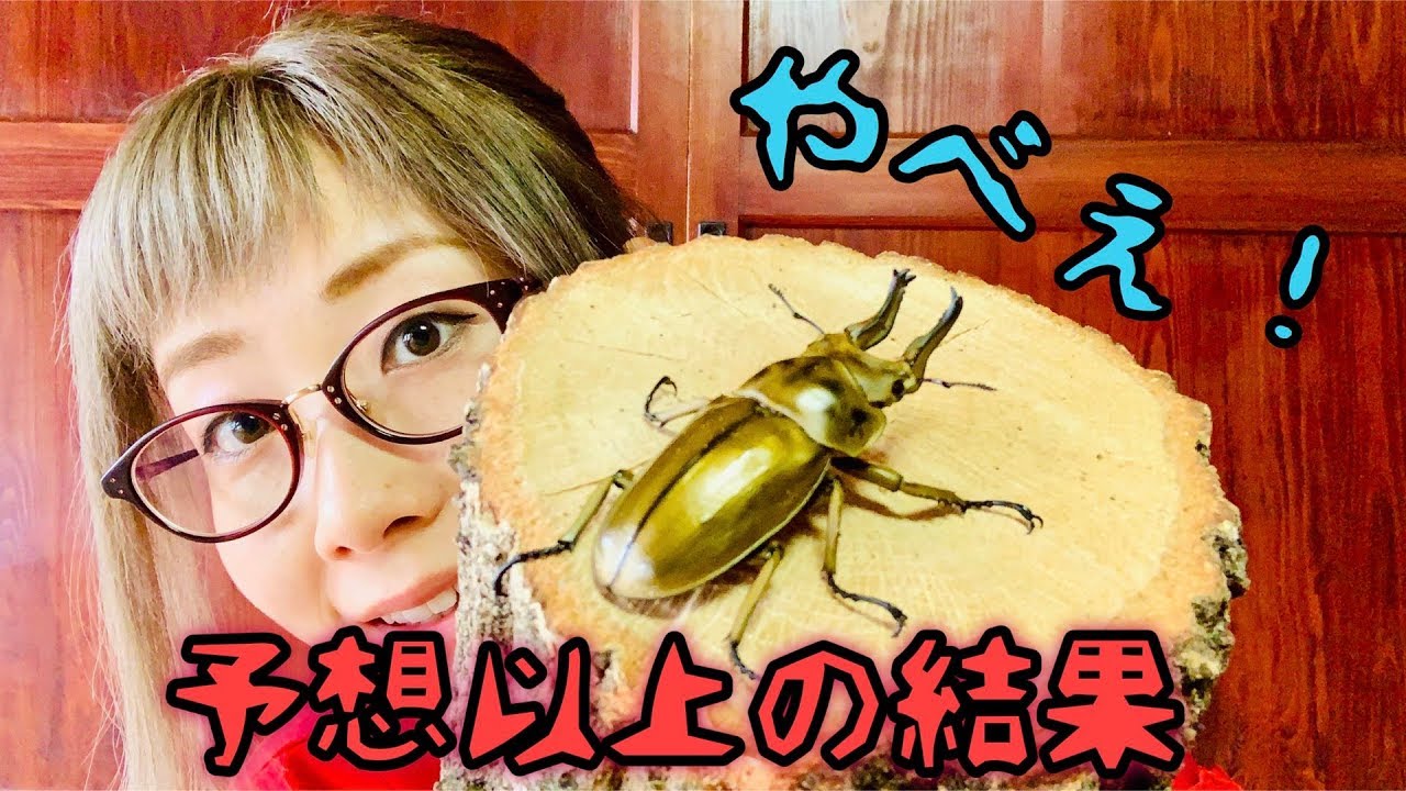 今まで黙っていましたが、爆産にはやっぱりあの材！【オウゴンオニ】