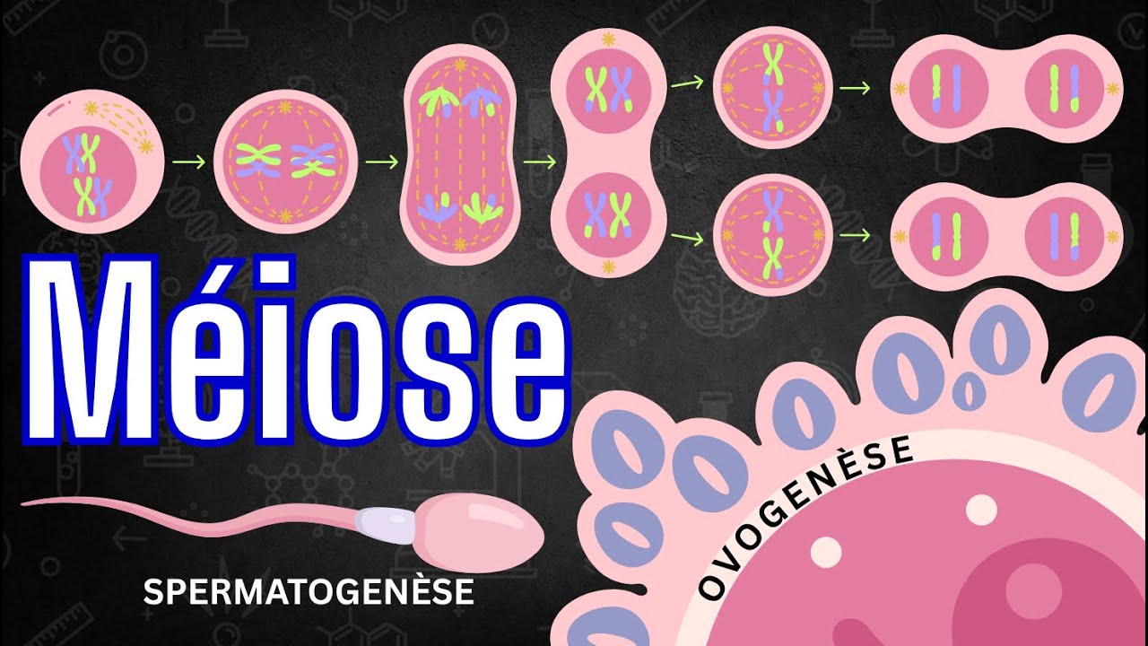 La méiose
