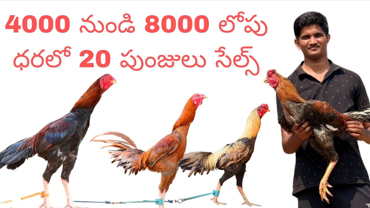 9100371557 వాట్సాప్ నెంబర్ ఓన్లీ... రాజమండ్రి ట్రాన్స్పోర్ట్ సదుపాయము ఉంది 26/1/2026