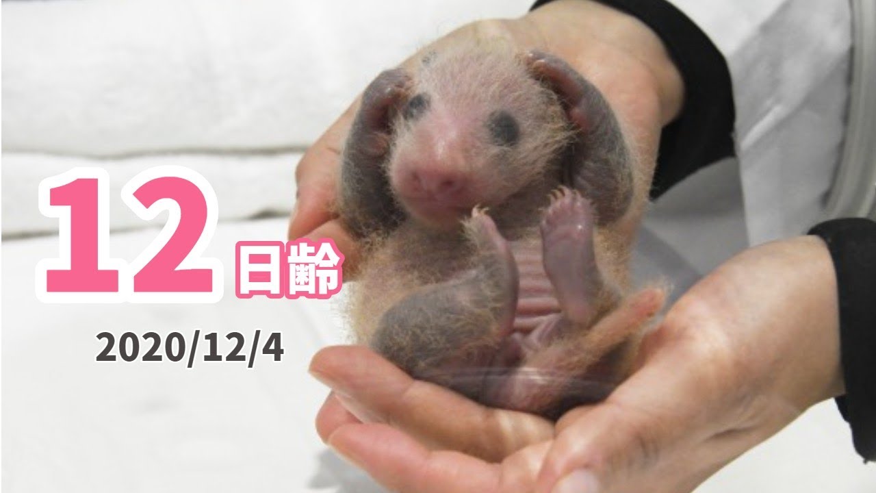 【パンダの赤ちゃん】耳の毛が生えるまでもう少し（12日齢）