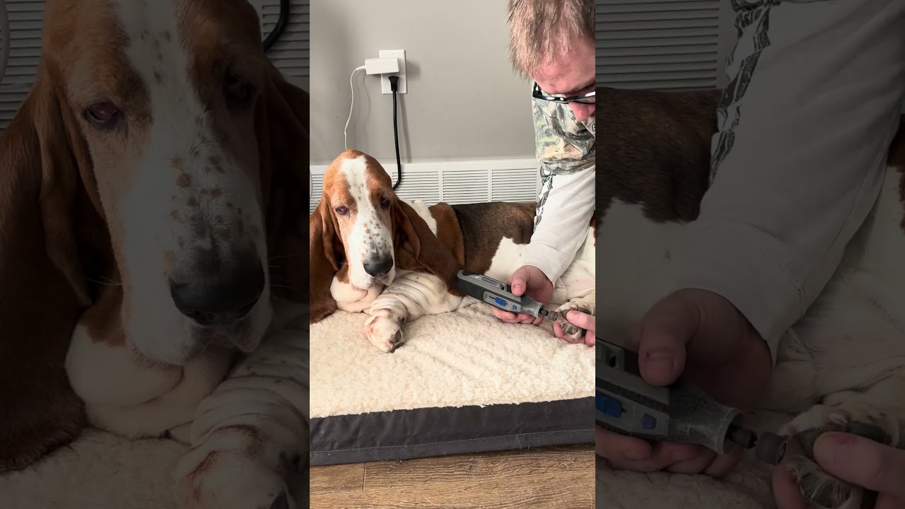 The chillest boy getting a nail trim. #basset #dog #cute #chill #goodboy #reels #bassethound #asmr