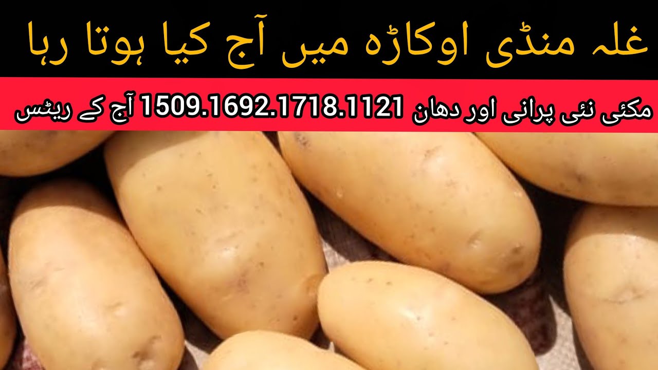 DHAN PRICE TODAY OKARA MANDI PUNJAB MAIZE RATE TODAY OKARA MANDI PUNJAB PAKISTAN
