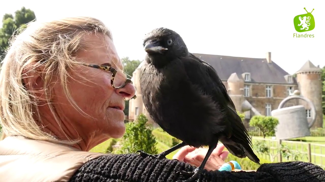 Clin d'oeil #1 La ch&acirc;telaine et le Choucas