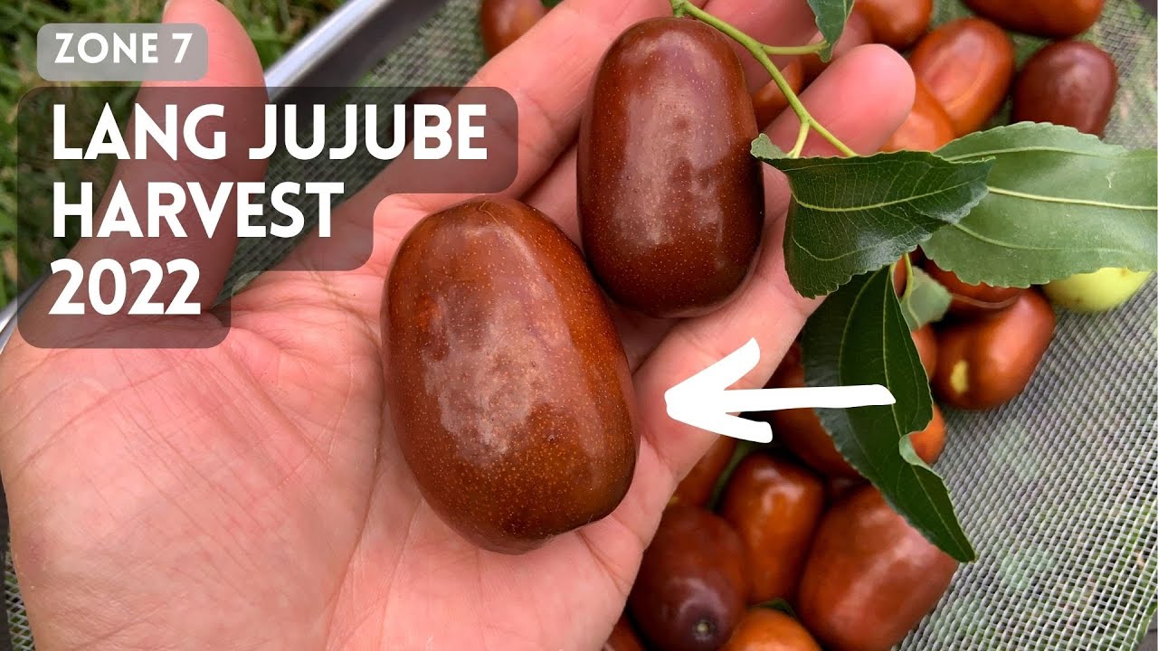 Harvesting Lang Jujube. Chinese Date. Red Date. Chinese jujube 2022 zone 7