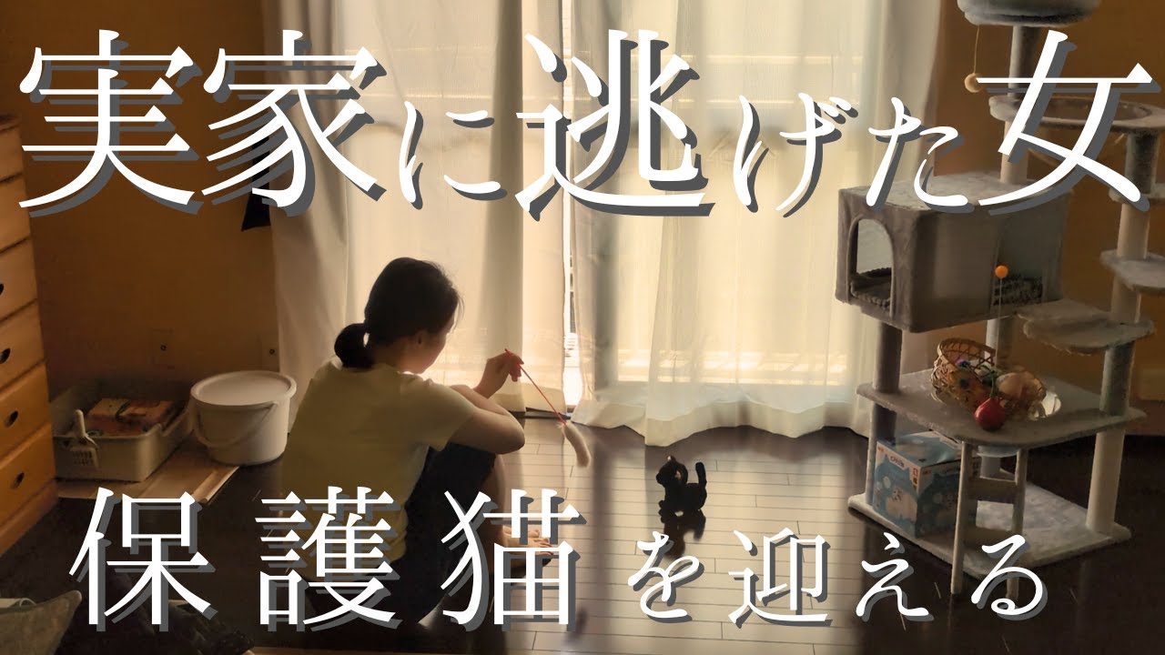 【保護猫】お迎え準備、何から始める？