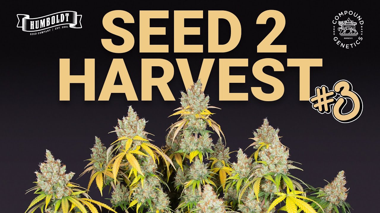 Chicken N&lsquo; Wafflez, Blueberry Pancakes, Squirt & Frosted Fujis // Seed to harvest
