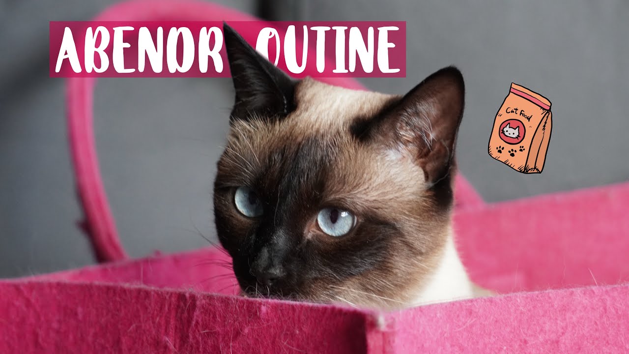ABENDROUTINE bei den Katzen | Fails 