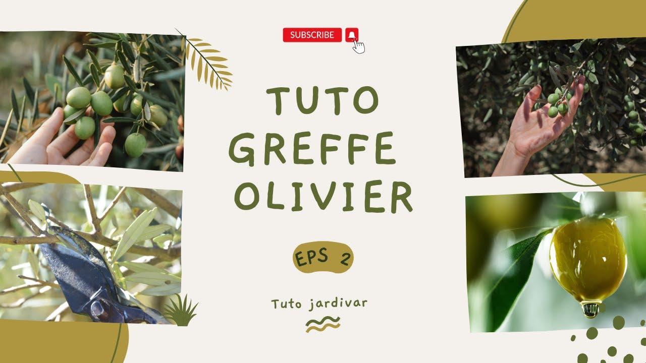 Tuto greffe d'olivier par JARDIVAR en Provence Comment greffer un olivier avec la greffe en écusson.