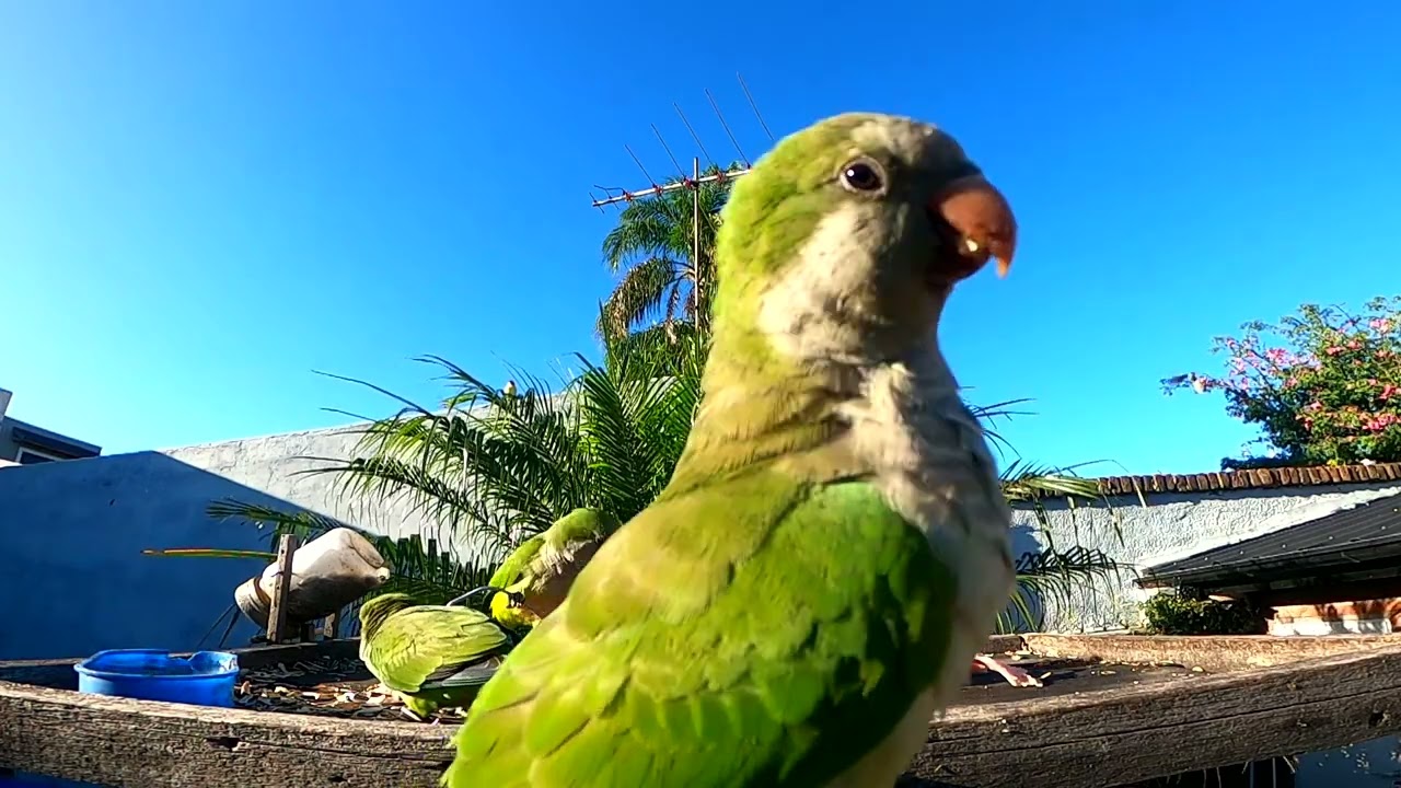 COTORRA ARGENTINA. PAN, GALLETA, MANZANA, GRASA y PELEAS