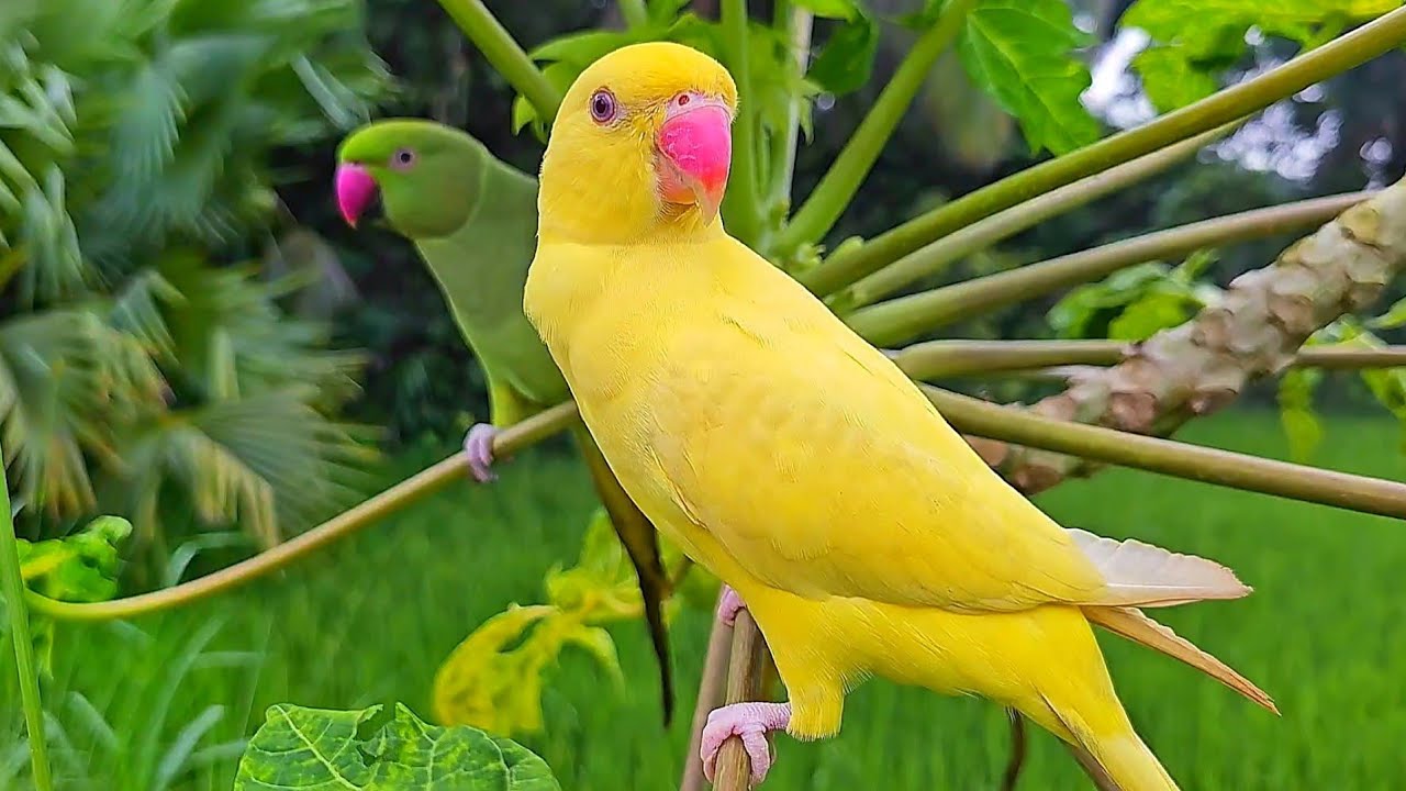 Yellow Ringneck Parrot Nature Video | Parrot Sounds/Voices
