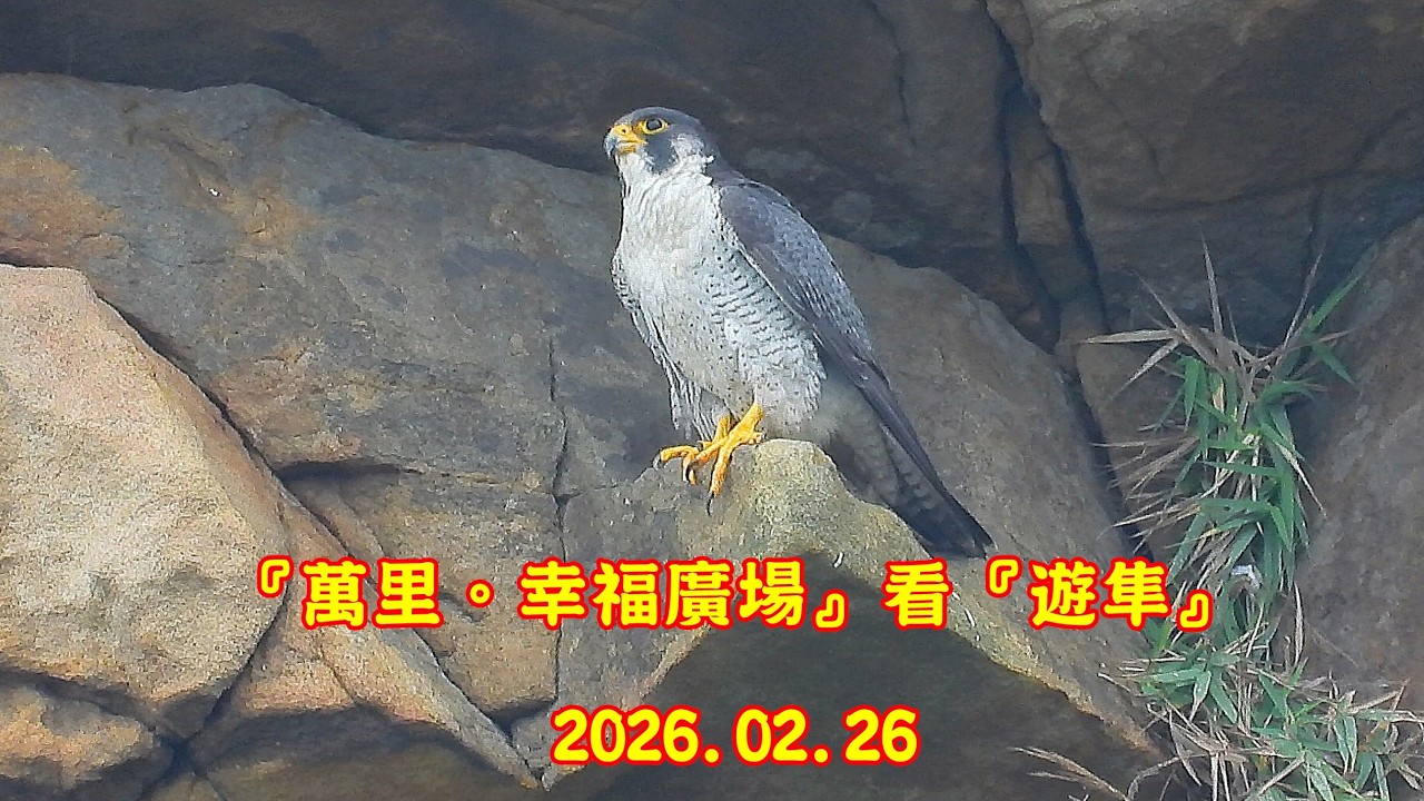 (只是個紀錄)：飛來飛去，看不清楚，更拍不清楚的『遊隼』。. . . (2026.02.06 萬里。幸福廣場) . . . RX10m4 ＆ P1000