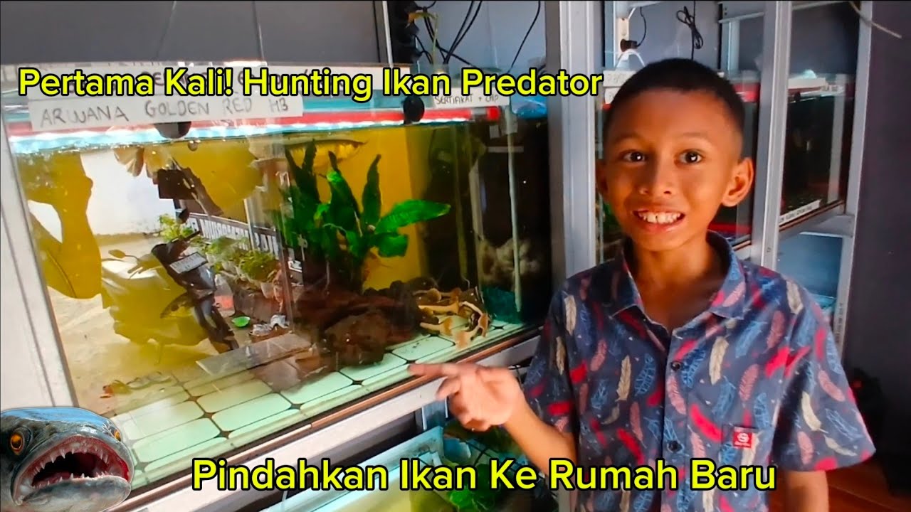 Pertama Kali! Hunting Ikan Predator Dan Pindahkan Ikan Peliharaan Ke Tempat Baru