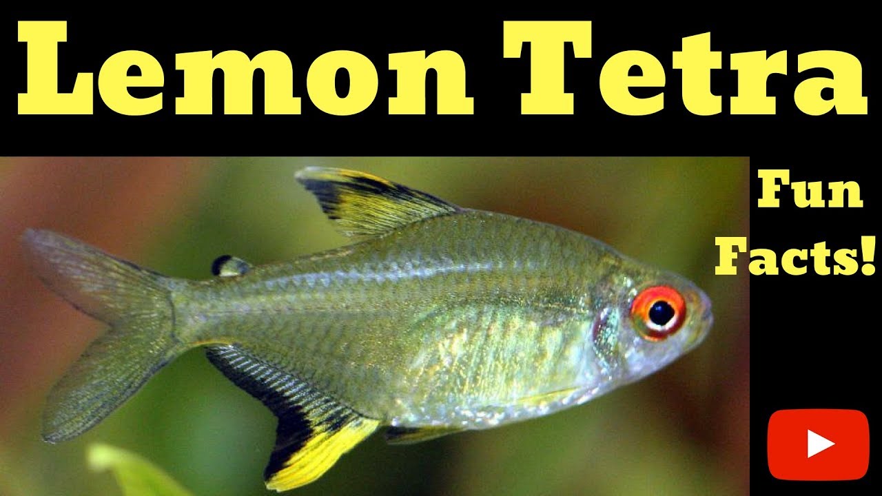 Lemon Tetra Fun Facts