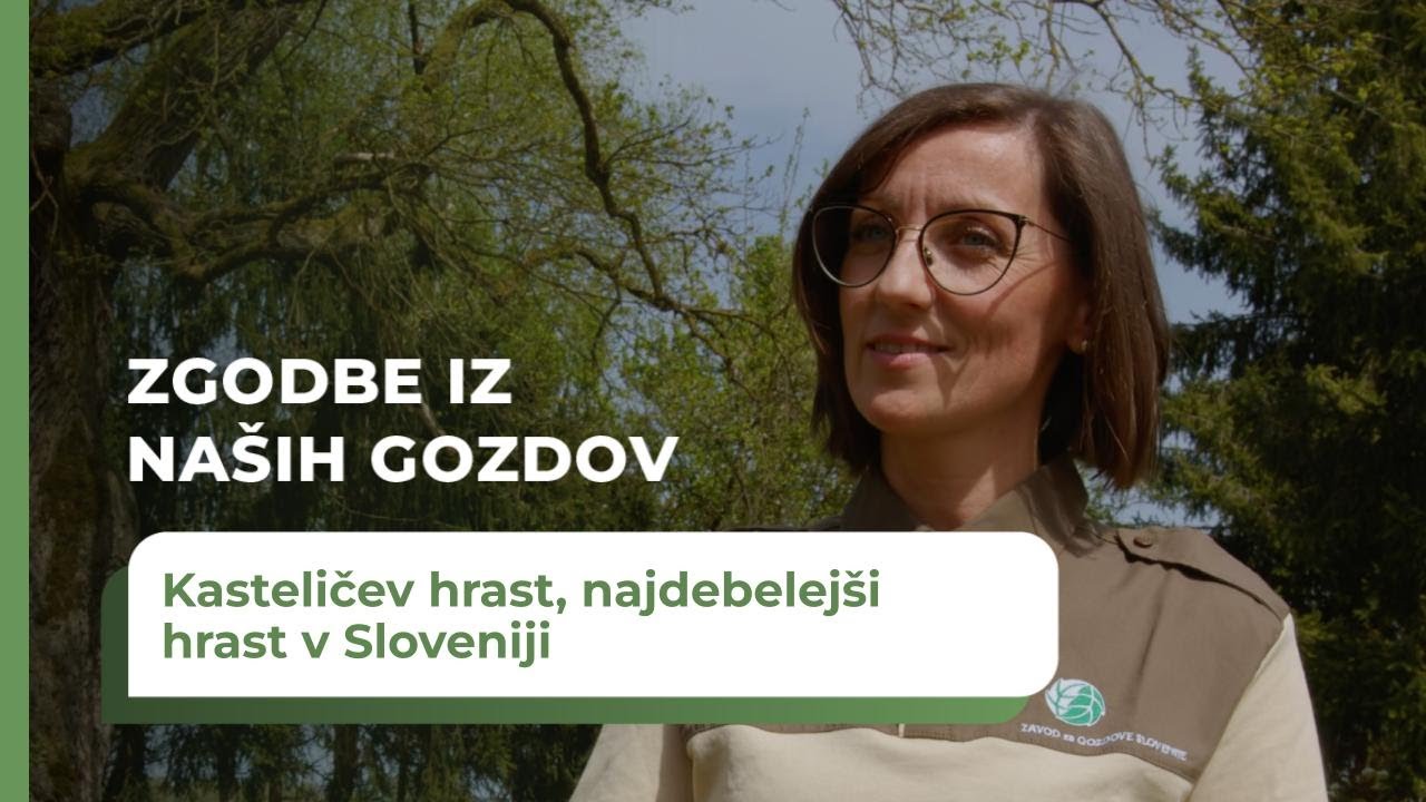 Zgodbe iz naših gozdov: Kasteličev hrast je najdebelejši hrast v Sloveniji!