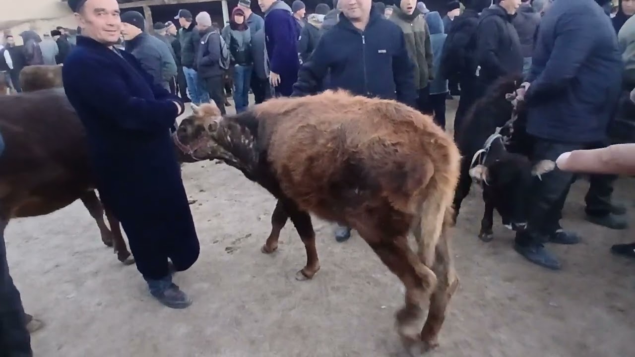 МОЛБОЗОРИ ШУРНОВА Ш ПАНЧАКЕНТ 24 02 2026