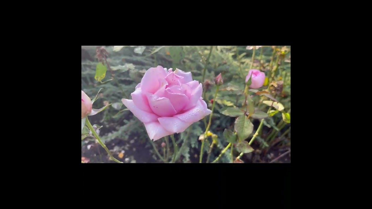 Мои цветы в ноябре . Fiori di novembre a casa mia