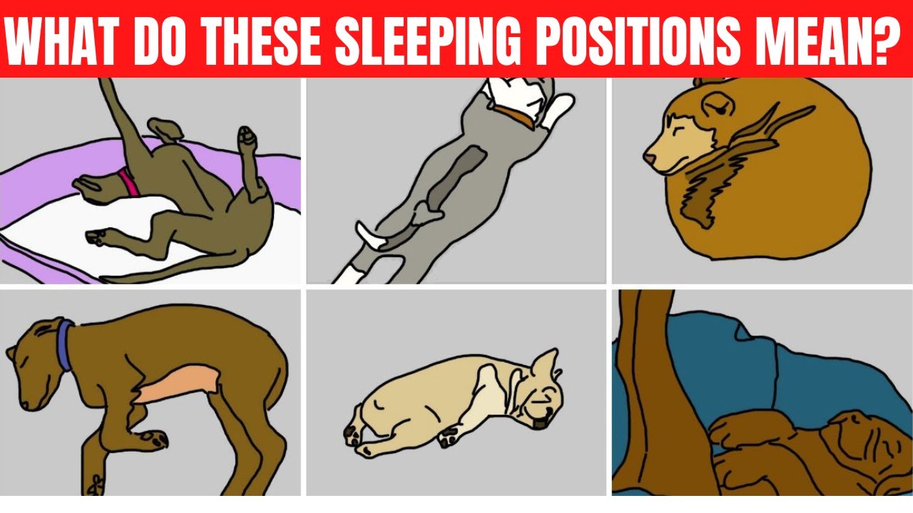 The Meaning of the Position Dogs Sleep in – 10 Most Common Positions.