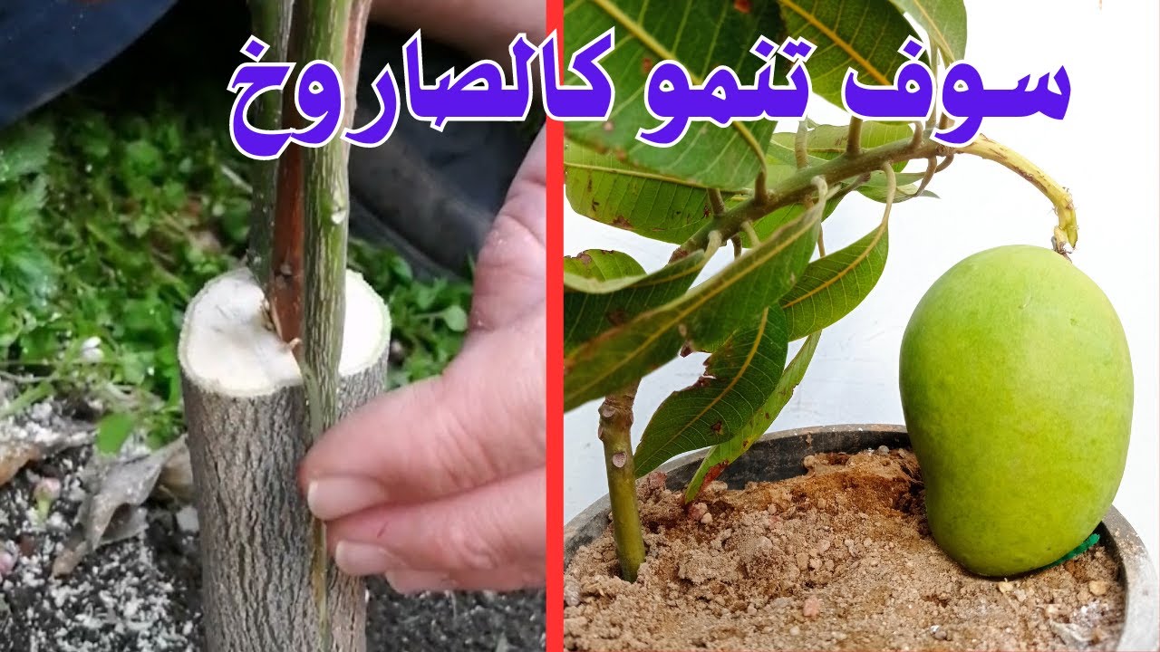 نصيحه لوجه الله لا تزرع المانجو قبل ان تشاهد هذا الفيديو الشامل لن تحتاج غيره فى حياتك