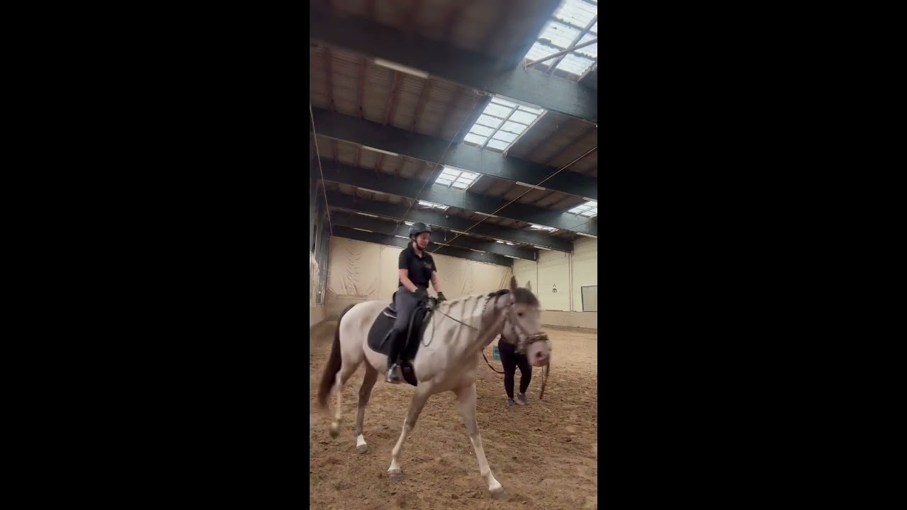 Jungpferdearbeit im Zentrum für klassische Reitkunst