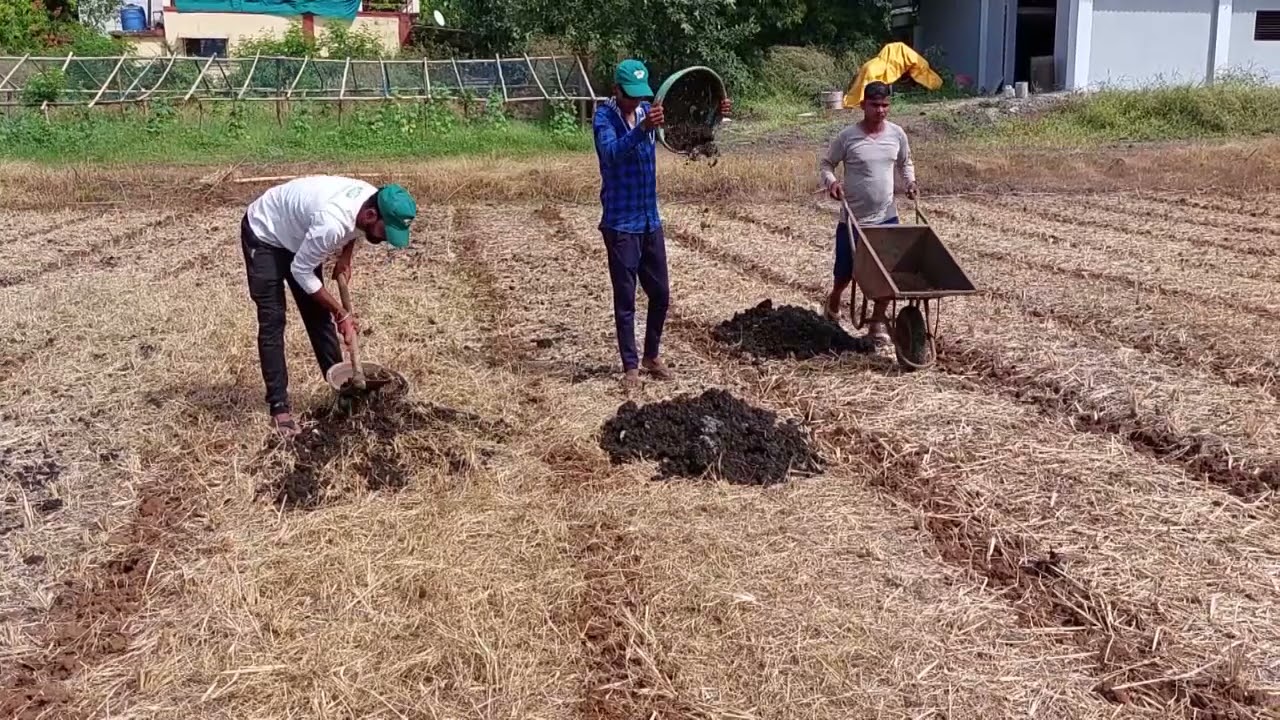 SRT तकनीक में गोबर खाद या कम्पोस्ट का इस्तेमाल कैसे करे? I Use of compost in SRT method I