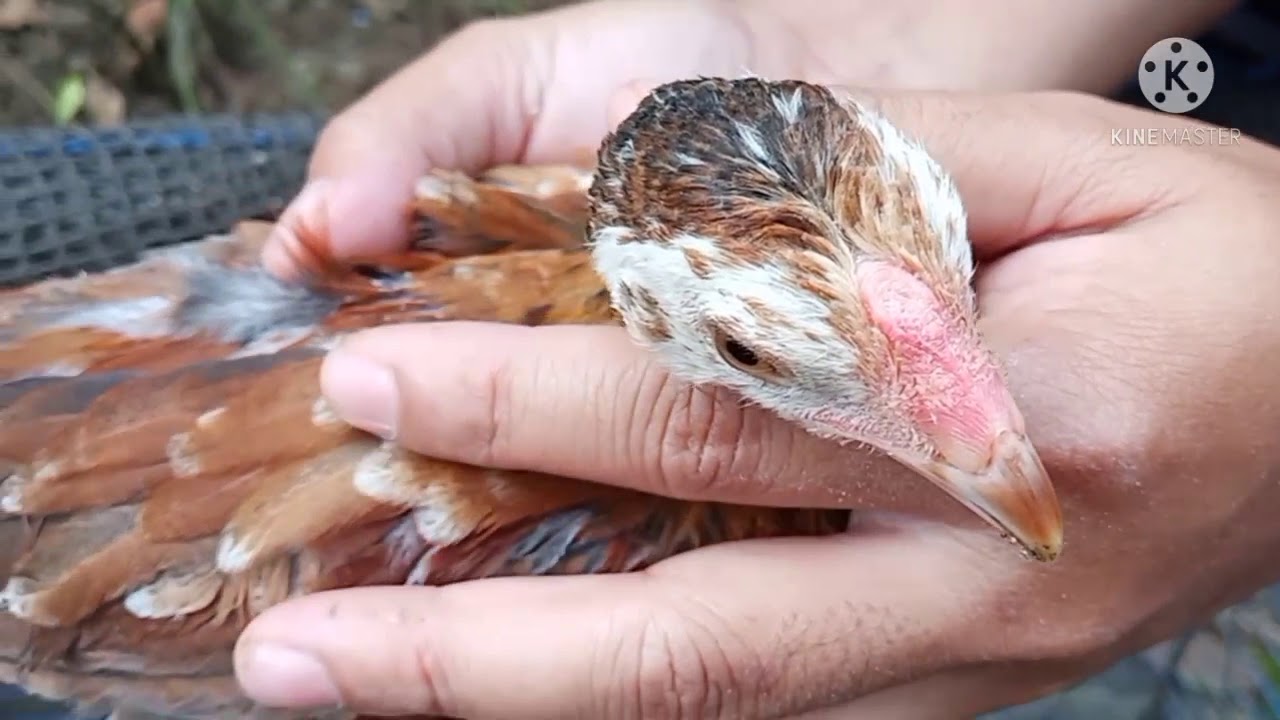 Off season breeding | Assorted Chicks 1 Month Old from Grey Hennie, White Gold, Sweater Hens Setsuna