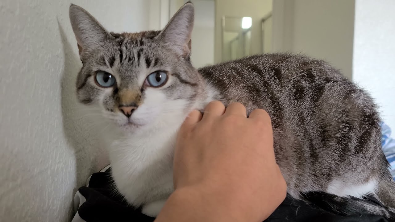 Completely opposite cat personalities
