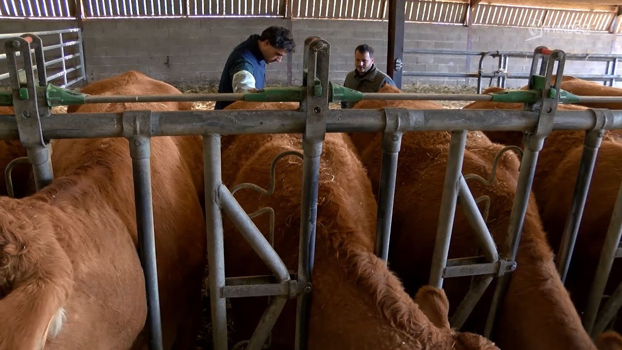 Entreprise : à la découverte du métier d'inséminateur