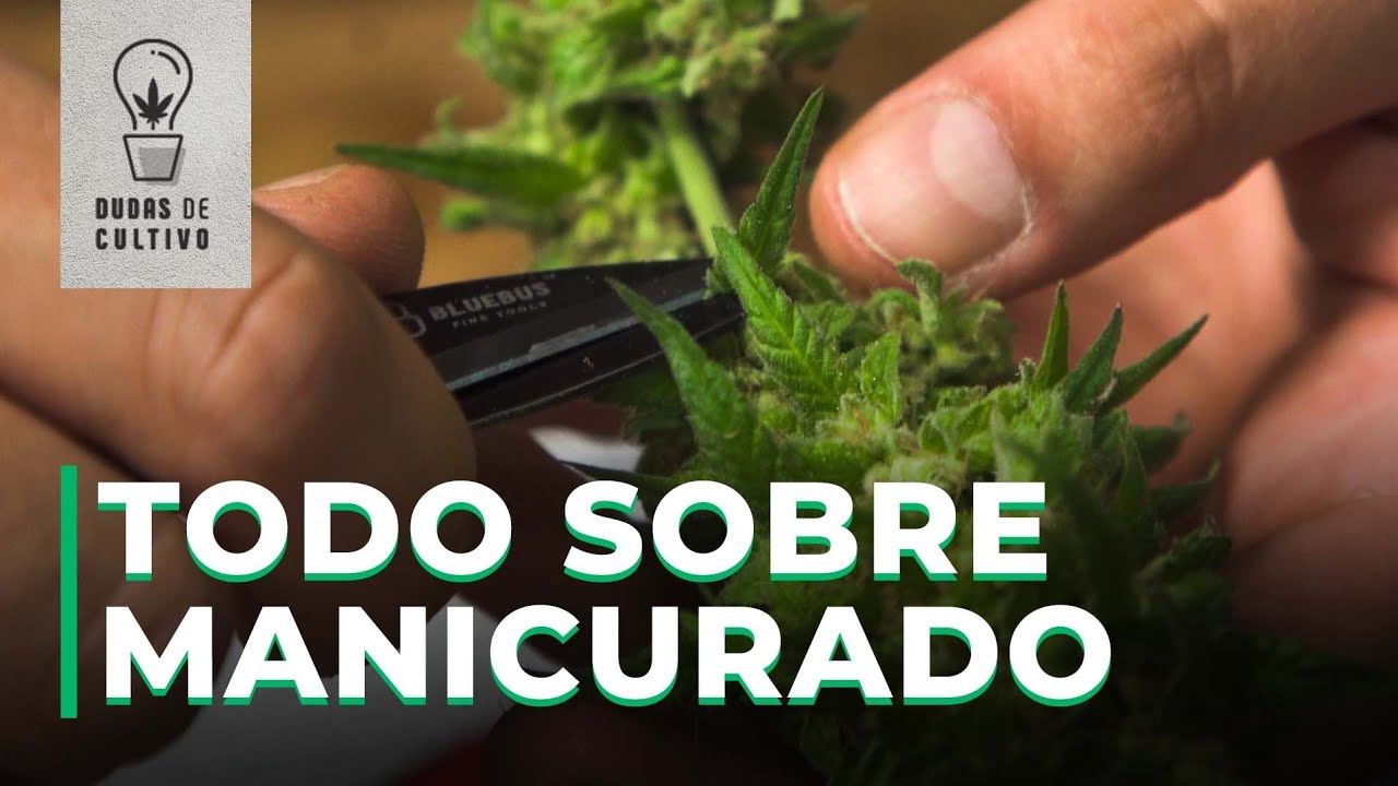 MANICURAR &iquest;SECO O H&Uacute;MEDO? PROS Y CONTRAS