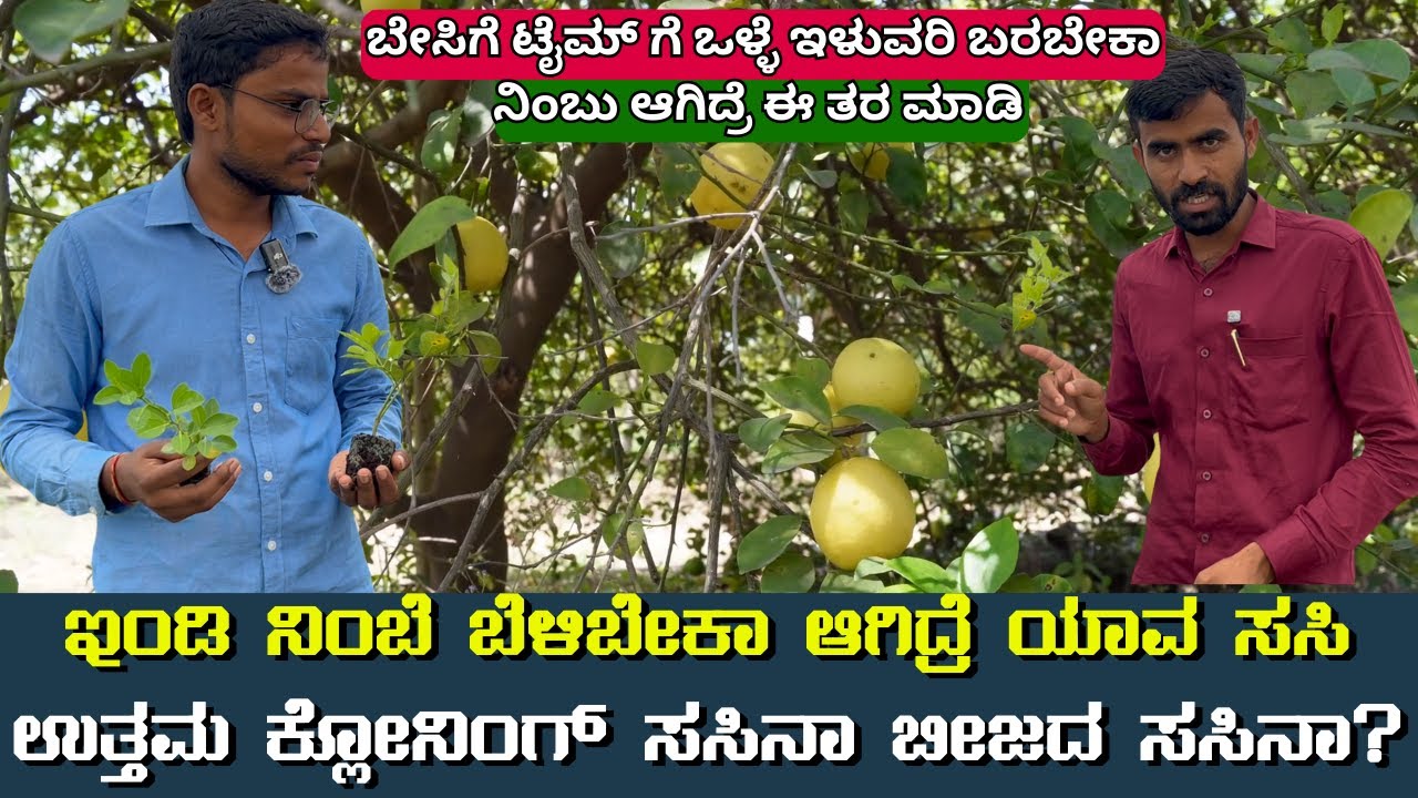 FARM TOUR- ಬೇಸಿಗೆಯಲ್ಲಿ ಒಳ್ಳೇ ನಿಂಬೆ ಇಳುವರಿ ಬರಬೇಕಾ?|balagond hi-tech nursery|ರೈತರಿಗೆ ಅದ್ಬುತ ಮಾಹಿತಿ 