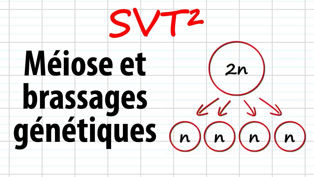Méiose et brassages génétiques [SVT²-révisions BAC]