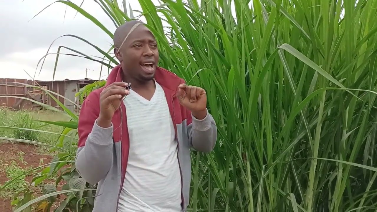 Трава Napier Grass SUPER от Modern Agro Solutions.