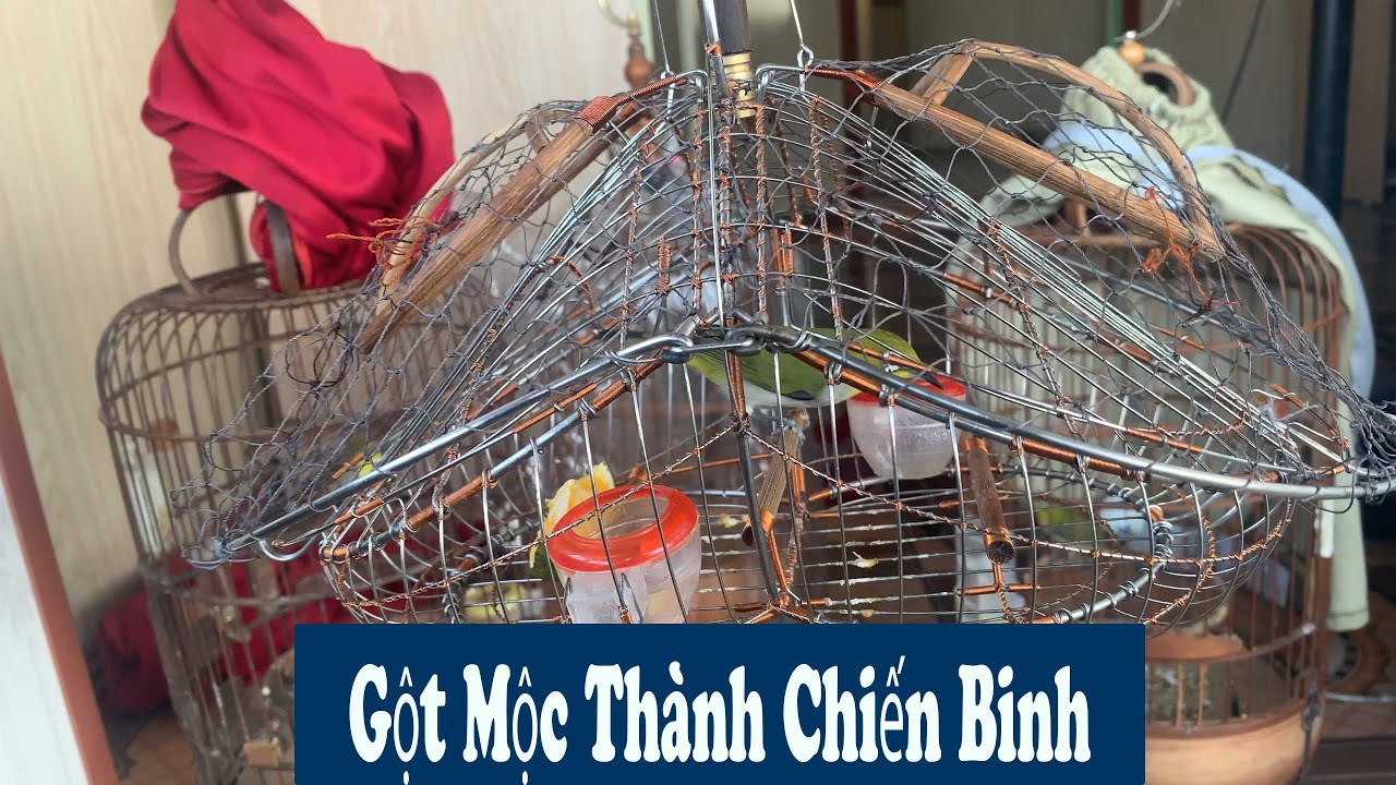 Cách Gột Một Chú Chim Mộc Lên Thành Chiến Binh || wash the warrior// Chiến Ơi