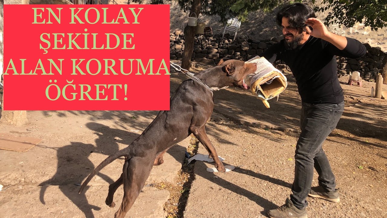 K&ouml;peklere alan koruma nasıl &ouml;ğretilir k&ouml;pek eğitimi alan koruması #k&ouml;pekeğitimialankoruması