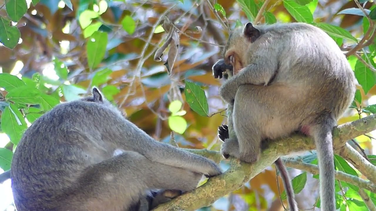 Amaya monkey need relaxes on this tree with her baby, and other monkey guard her security