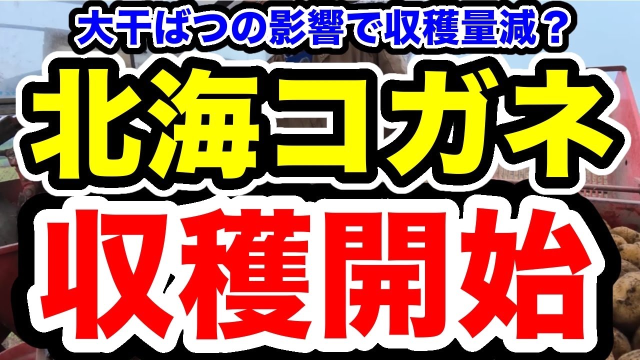 今年は収量減？【北海コガネ収穫開始】