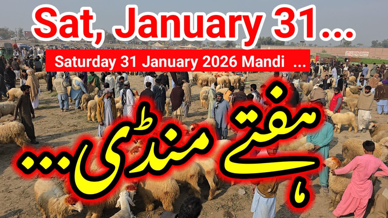 ​Mandi ka Sultan: Tufani Bachada! 🔥 31 January 2026 Mandi sabse bari kharedari 😱 Dekhein aaj Mandi 