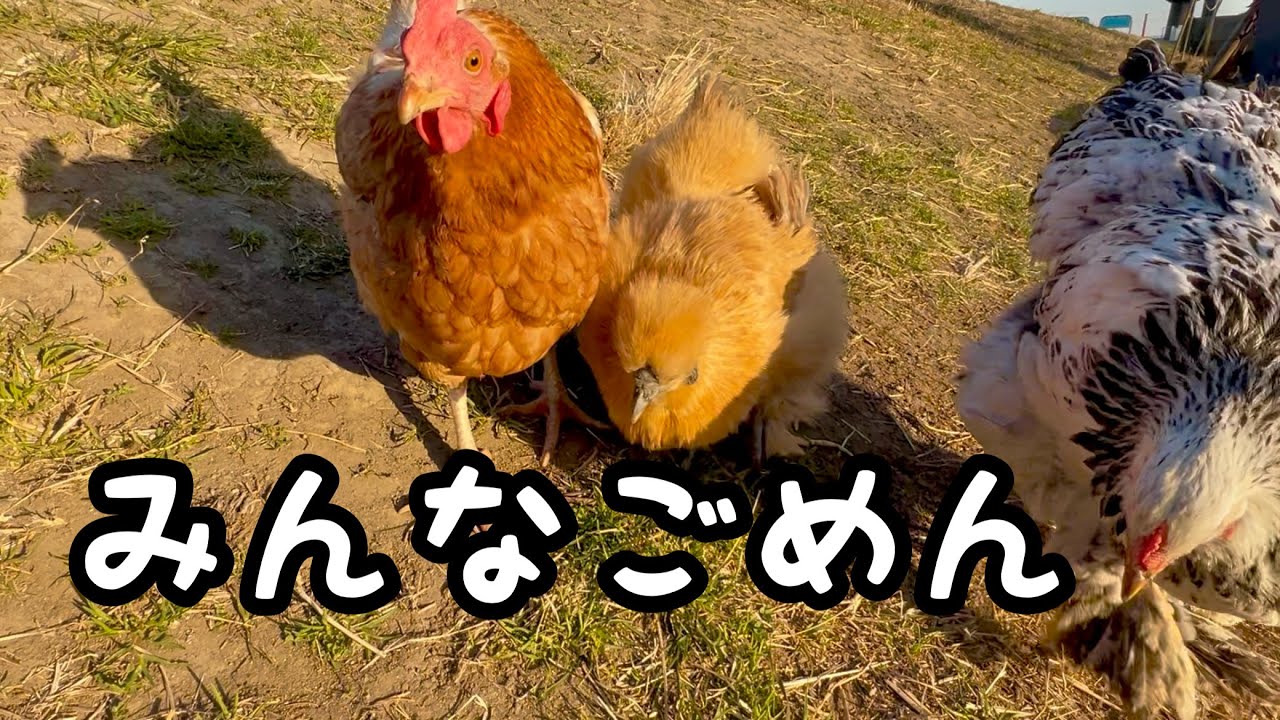 飼い主、カラスに浮気をしてしまいました