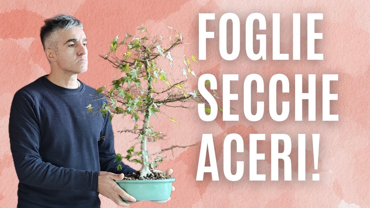 ACERO BONSAI perchè ha le FOGLIE SECCHE?