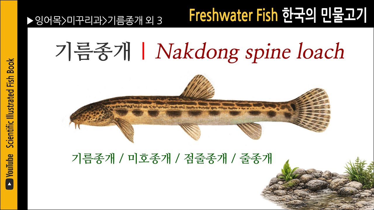 미꾸리과 제2편 | 기름종개 외 3종 | 민물고기도감