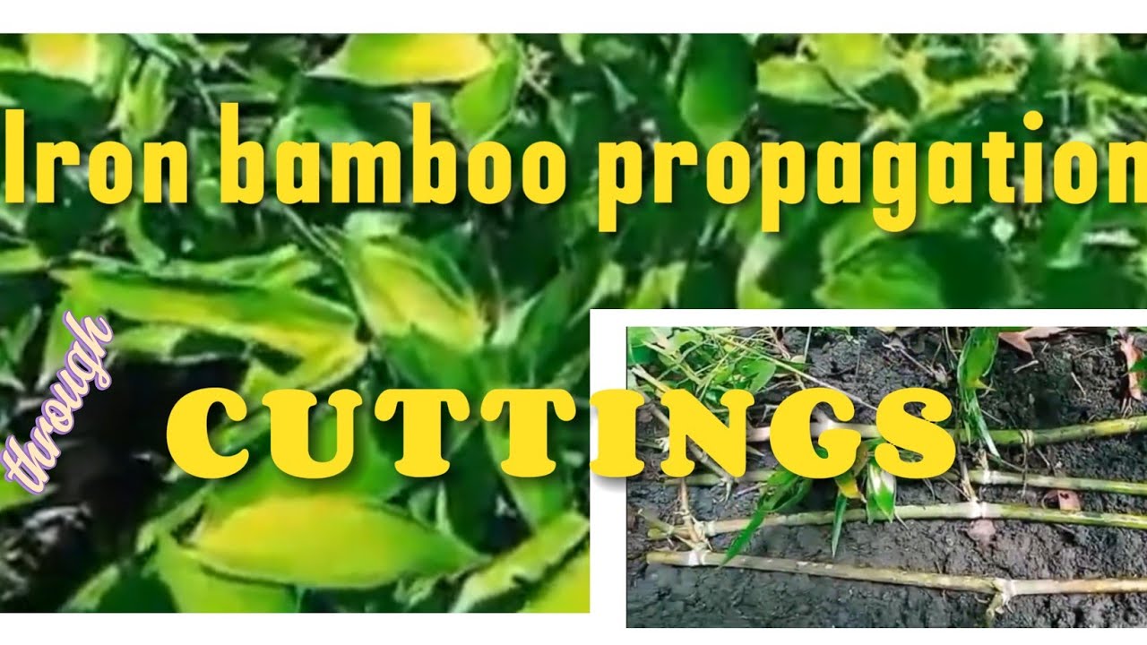 Iron Bamboo Propagation through Cuttings