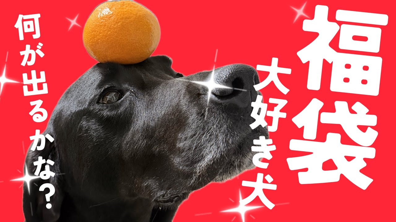 うち犬、福袋が好きすぎて今年も頭を突っ込みます